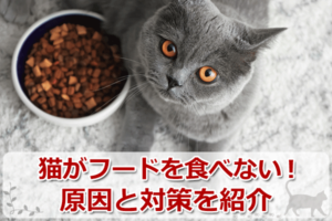 猫が餌を食べないのはストレス？原因と2つの対処法