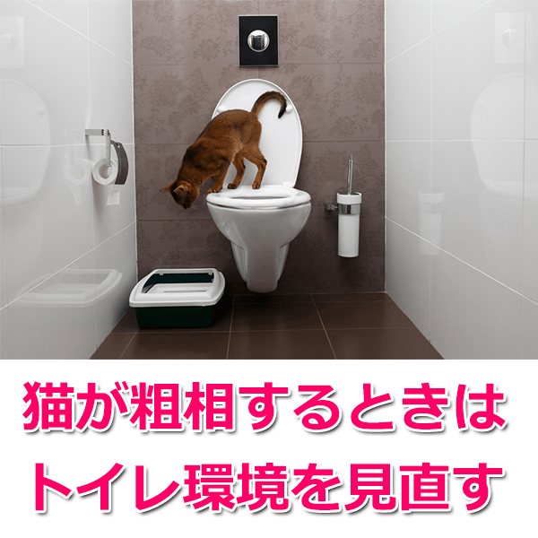 猫がトイレでしない！失敗の原因とおすすめのしつけ方法を解説