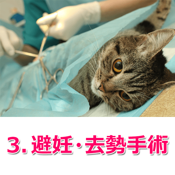 猫が長生きするための4つの秘訣とおすすめのフードランキング